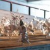Tipp: Das Herz Japans – Ausstellung in Berlin